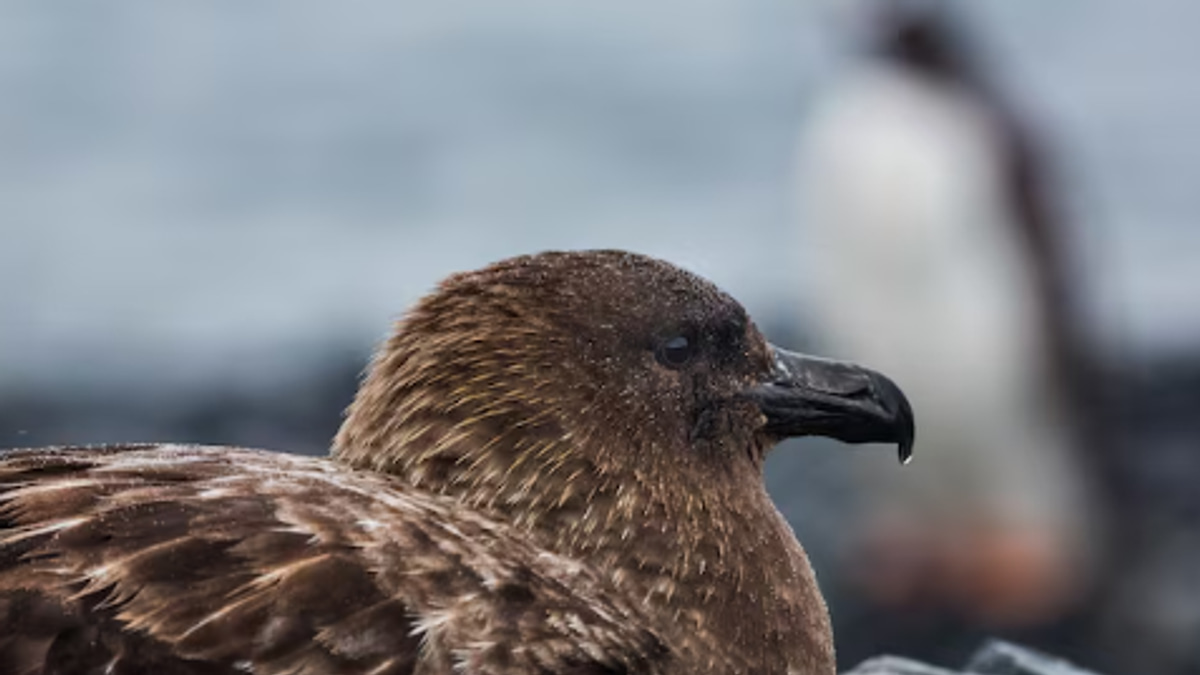 New Zealand confirms first H5N1 case as bird flu reaches the last continent, triggering emergency vaccination of endangered species