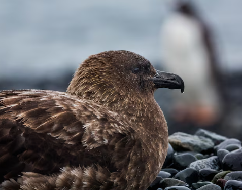 New Zealand confirms first H5N1 case as bird flu reaches the last continent, triggering emergency vaccination of endangered species