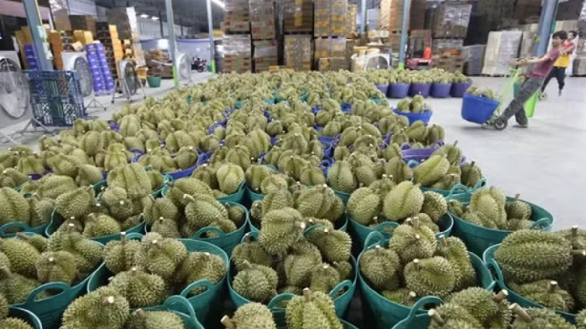 Vietnam Detains Deputy Agriculture Minister in Widening Durian Export Corruption Probe