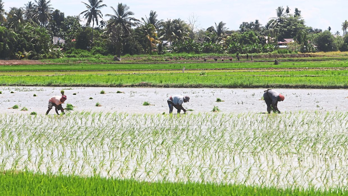 Malaysia shields food prices from Middle East turmoil through strategic subsidies and long-term productivity gains