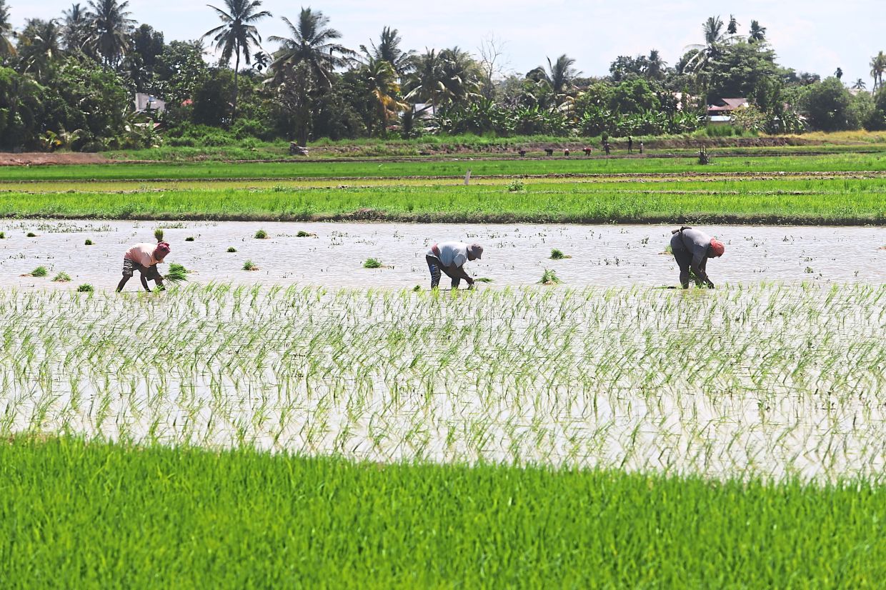 Malaysia shields food prices from Middle East turmoil through strategic subsidies and long-term productivity gains