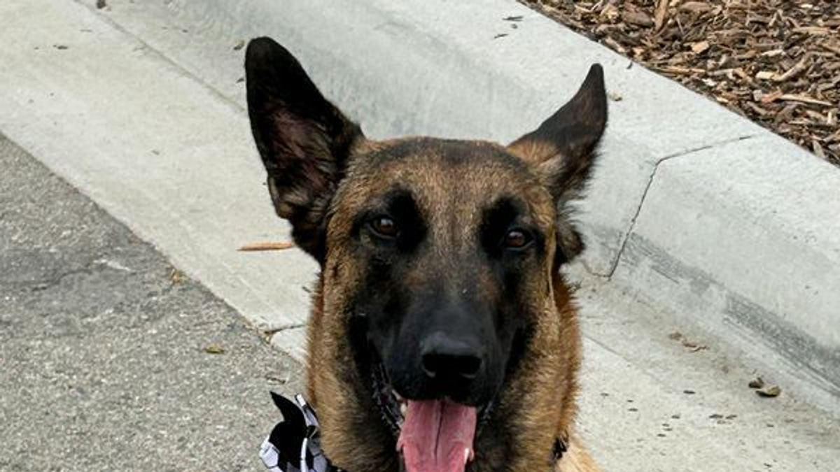 Dogs Take Centre Stage in World Cup Security Across North America