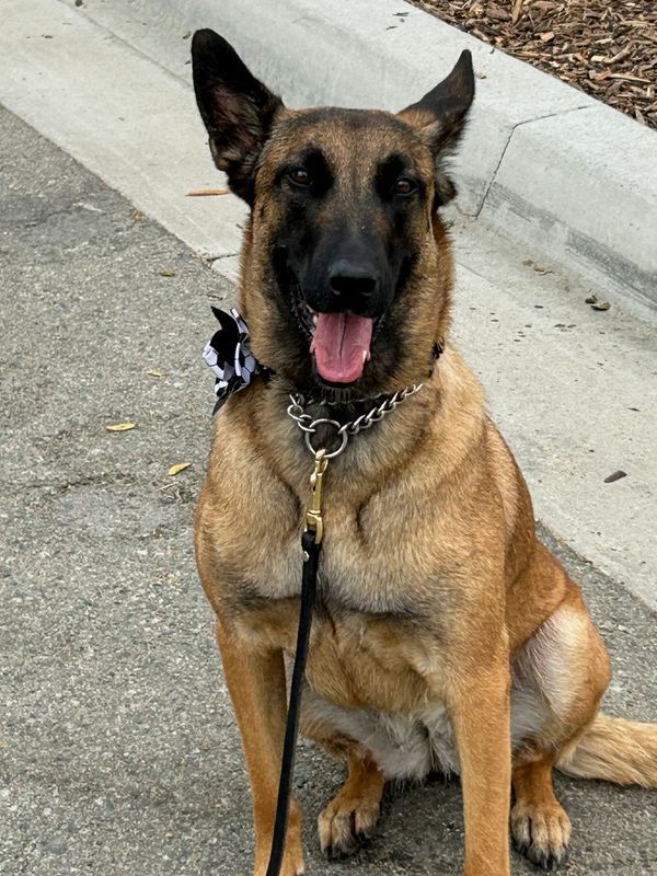 Dogs Take Centre Stage in World Cup Security Across North America