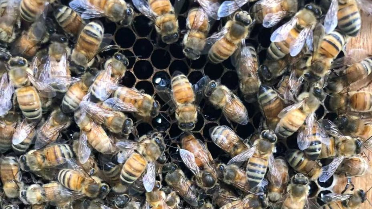 The Architecture of Royalty: How Honeybee Workers Engineer Queens Through Clever Design