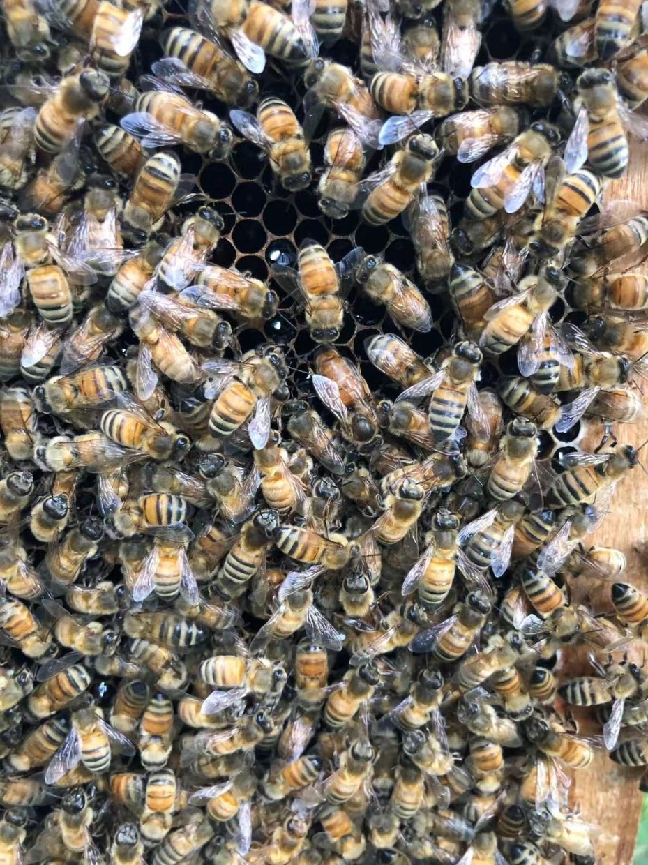 The Architecture of Royalty: How Honeybee Workers Engineer Queens Through Clever Design