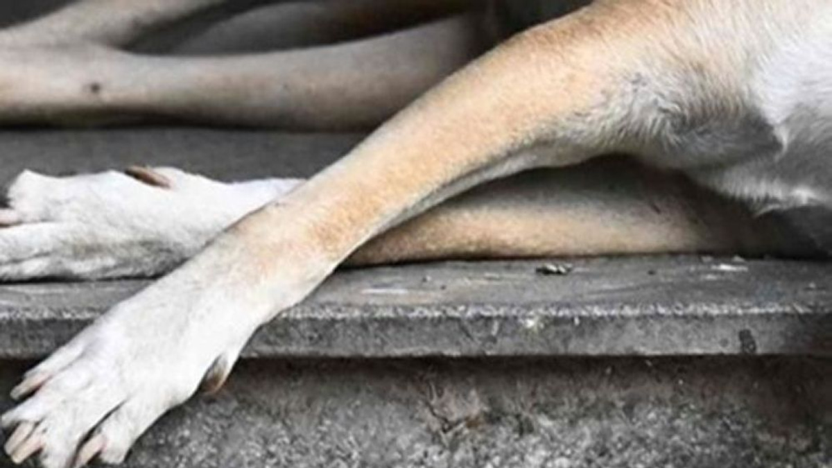 Police Question Klang Council Officers Over Stray Dog's Death During Capture Operation