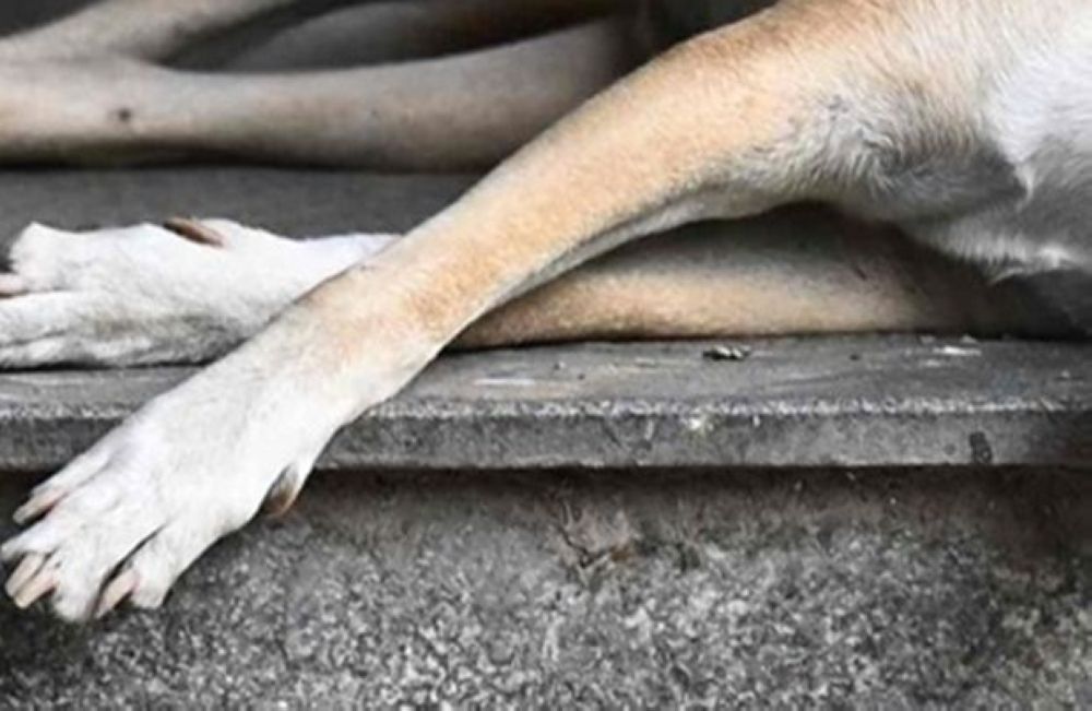 Police Question Klang Council Officers Over Stray Dog's Death During Capture Operation