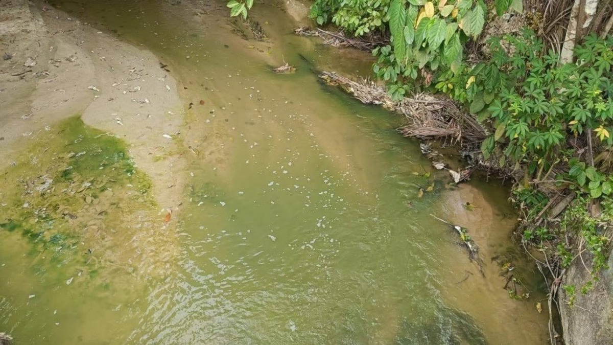 Negeri Sembilan's Pertang River Turns Green Due to Natural Algae Bloom, Not Pollution